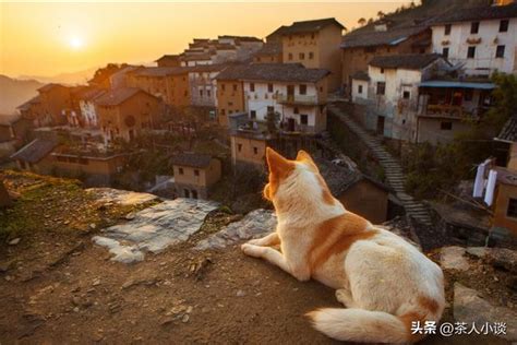 猫来家门口|猫进家门预示着什么风水？解读猫的吉凶寓意